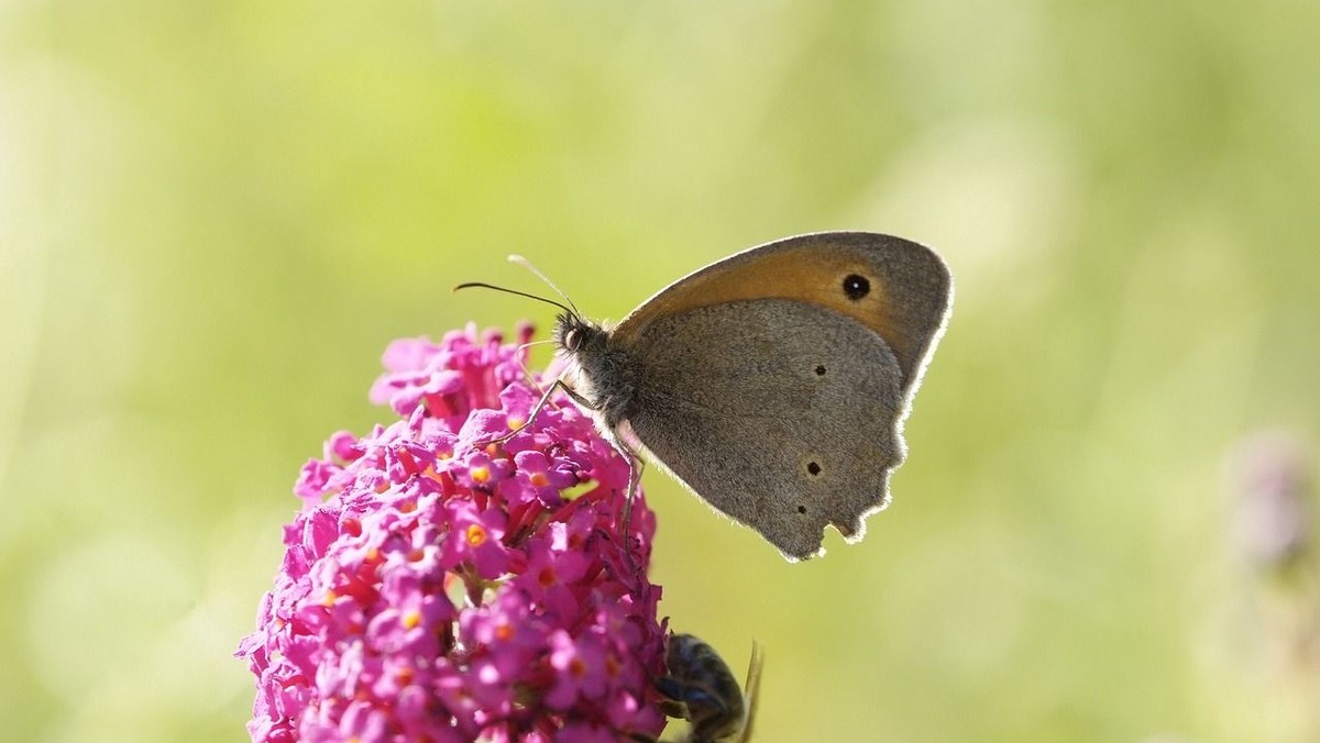 Auftaktveranstaltung “Naturnahe Umgestaltung”