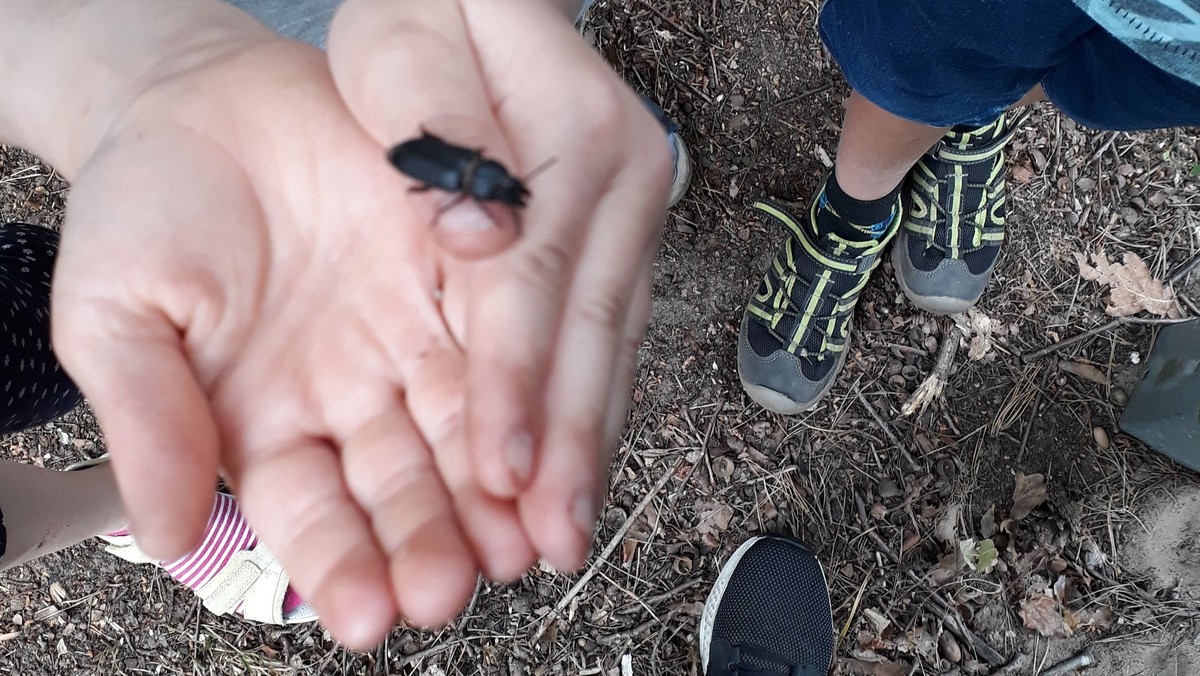 "Waldzeit" für Grundschulkinder
