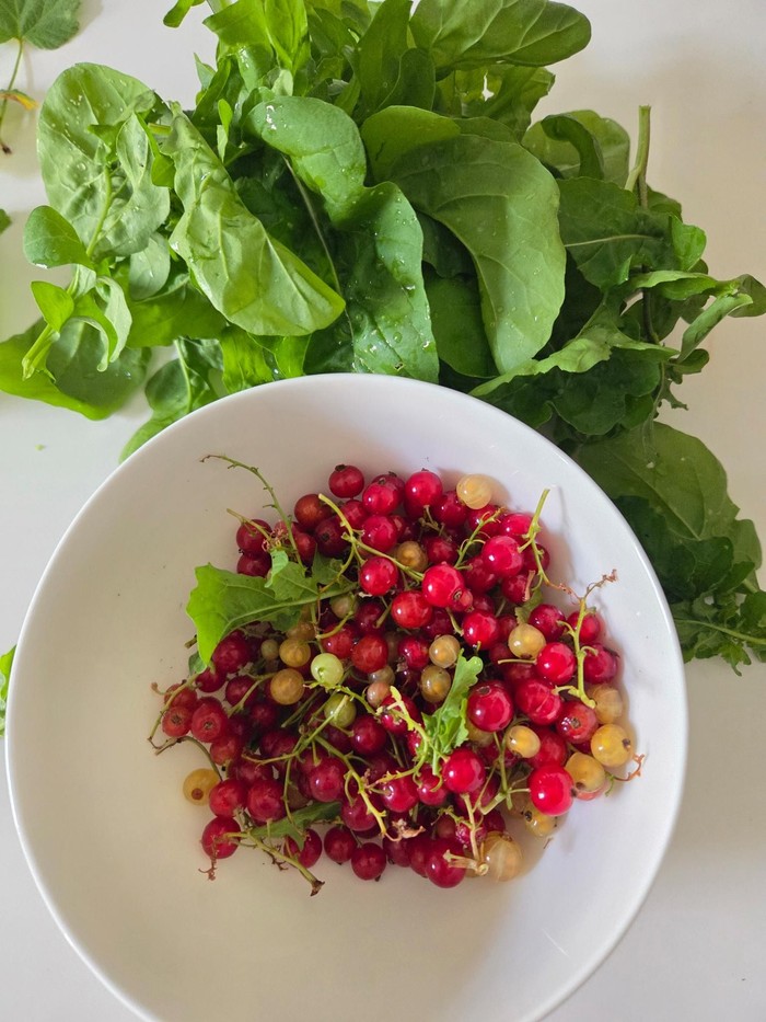 Rote Johannisbeeren aus dem Paulusgarten