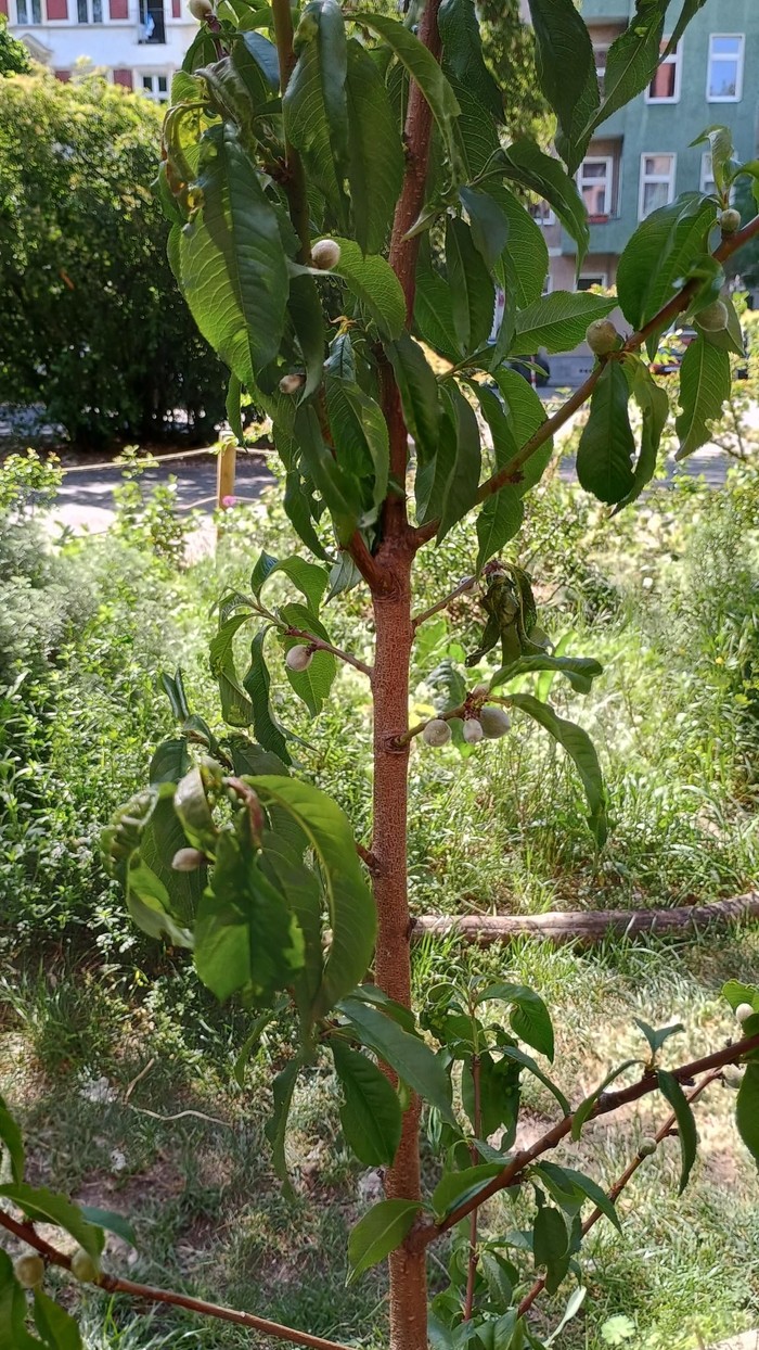 Junger Pfirsichbaum mit kleinen, unreifen Früchten im Paulusgarten