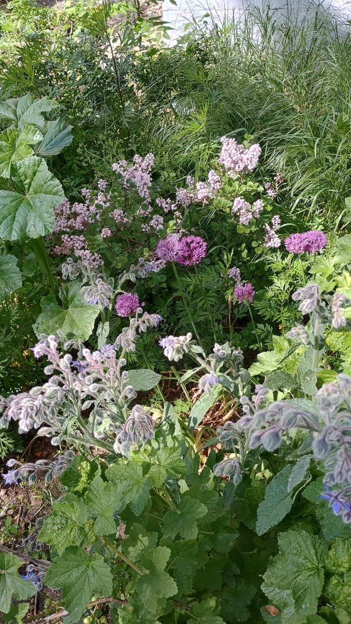 Strauch mit dunkelblauen Beeren im Paulusgarten