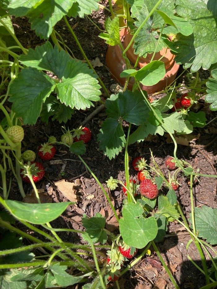 Erdbeersträucher im Paulusgarten