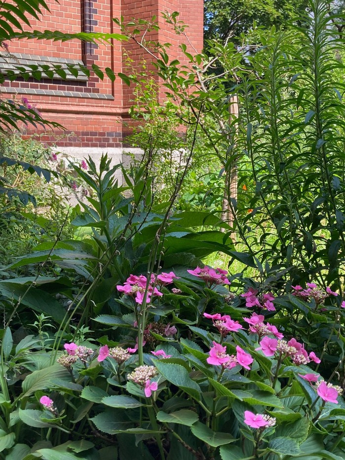 Pinkfarbene Dahlienblüte im Paulusgarten