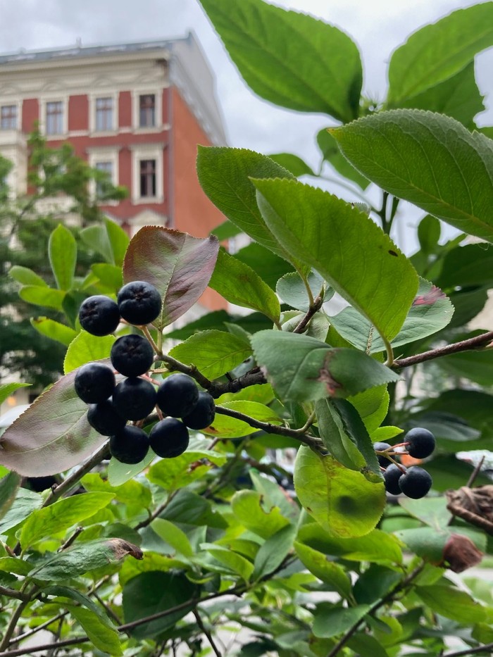 Lila blühende Sträucher im Paulusgarten