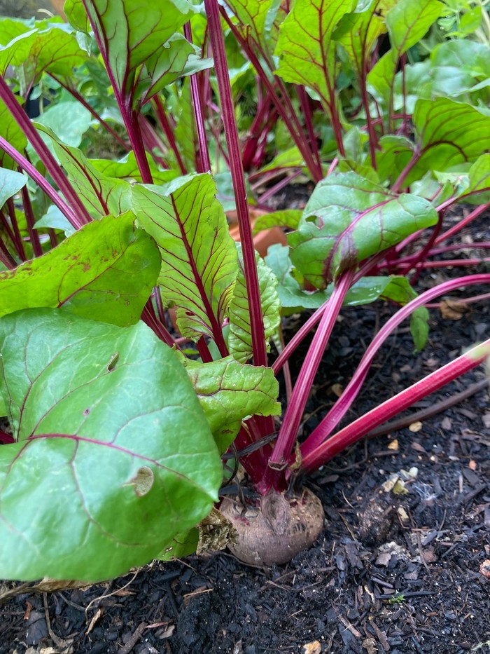 Verschiedene blühende Stauden im Paulusgarten