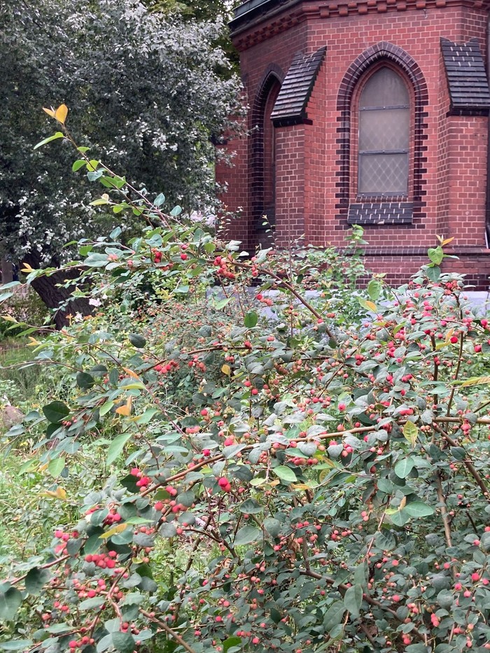 Roter Beerenstrauch im Paulusgarten