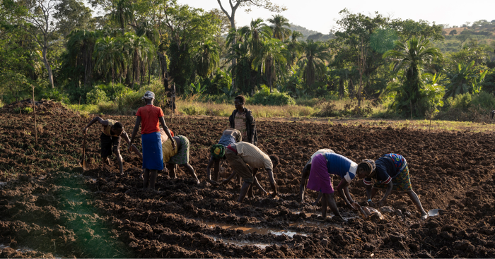 Es ist schwer, in dieser Region eine Familie zu ernähren. Im Garten von As- ter Semtet wuchsen neben Ensete vor allem Taro. Aus beiden Pflanzen kann man Nahrungsmittel herstellen. Aber die Ernährung ist einseitig. Das änderte sich erst, als die Familie am so genannten „Eco-Live“-Projekt der Organisation EECMY-DASSC teilnahm. Dessen Ziel ist es, die Lebensgrund- lagen der Menschen vor Ort zu verbessern und dabei die Umwelt zu schützen.