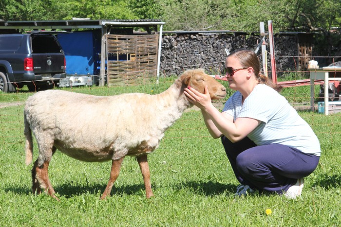 Jedes Schaf hat einen ganz eigenen Charakter. Manche zeigten sich den Erzieherinnen gegenüber schnell sehr zutraulich. (Foto: Klaus Kordesch /eöa)