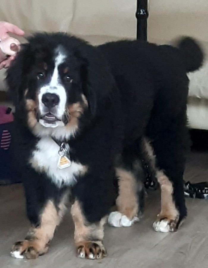 Hund Cosmo 01