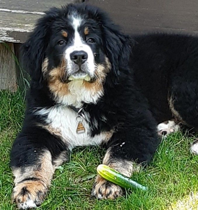 Hund Cosmo 2