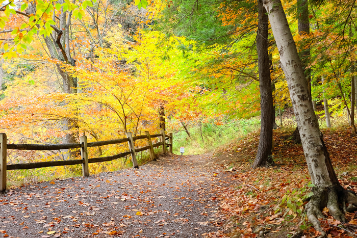 Ein Waldweg im Herbst mit bunten Blättern und einem Holzgeländer