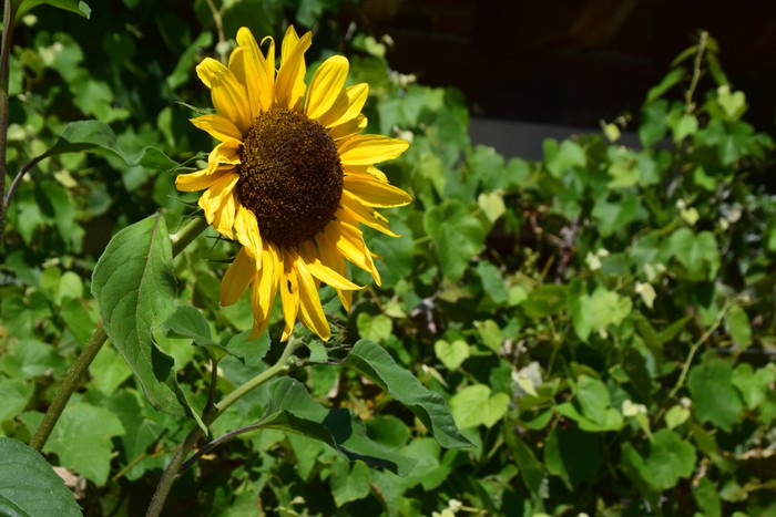 Sonnenblume und Wein