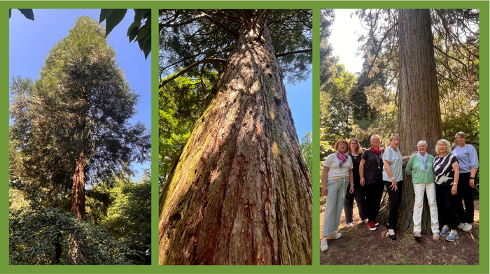 Hier sieht man eine Collage mit dem Mamutbaum im botanischen Garten.