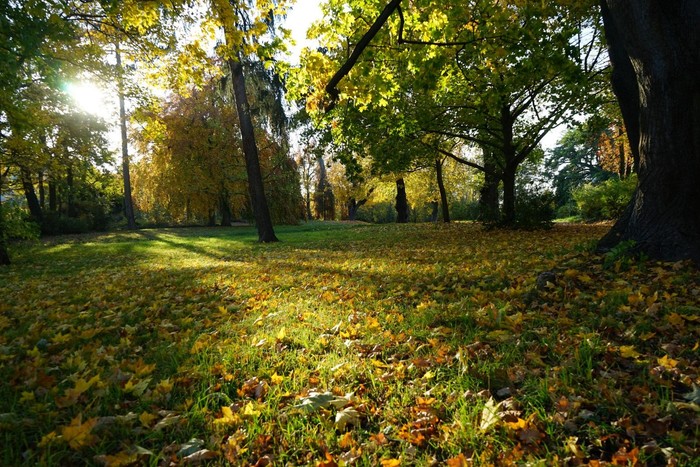 Herbstlicher Park mit Bäumen, deren Blätter gelb und grün sind, und Laub auf dem Grasboden.