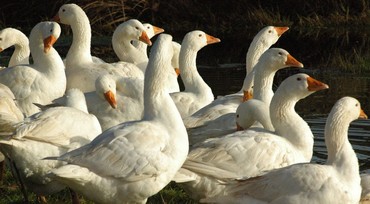 Hvide ænder Hvide ænder