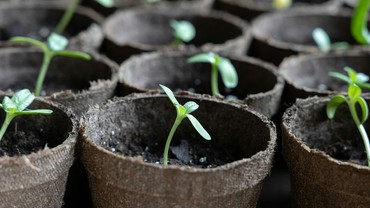 Keimlinge in Pflanztöpfen Keimlinge in Pflanztöpfen