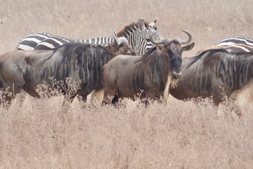 Mehrere Gnus stehen zwischen Zebras in trockener Savannenlandschaft. Ein Gnu blickt direkt in Richtung Kamera.