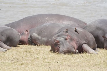 Mehrere Nilpferde liegen dicht beieinander am Ufer eines Gewässers. Auf einem der Tiere sitzen zwei kleine Vögel.