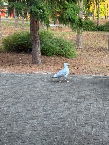 Eine Seemöwe