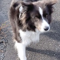 Smartje, der Hund von Helene Kerkhoff ist beim Pilgern immer dabei.